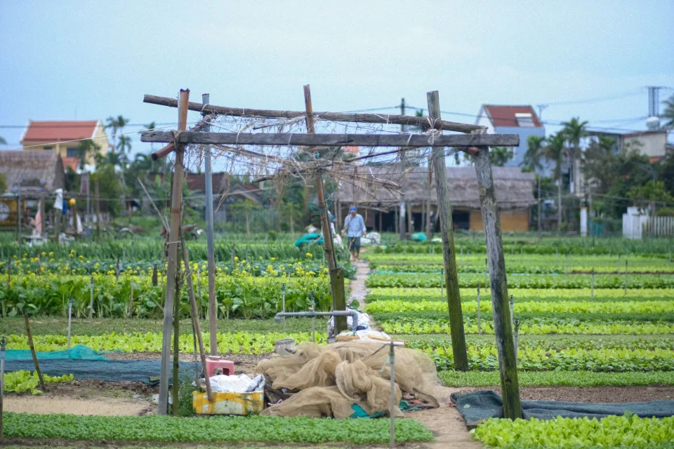 Vườn rau của Nguyễn Văn Trí